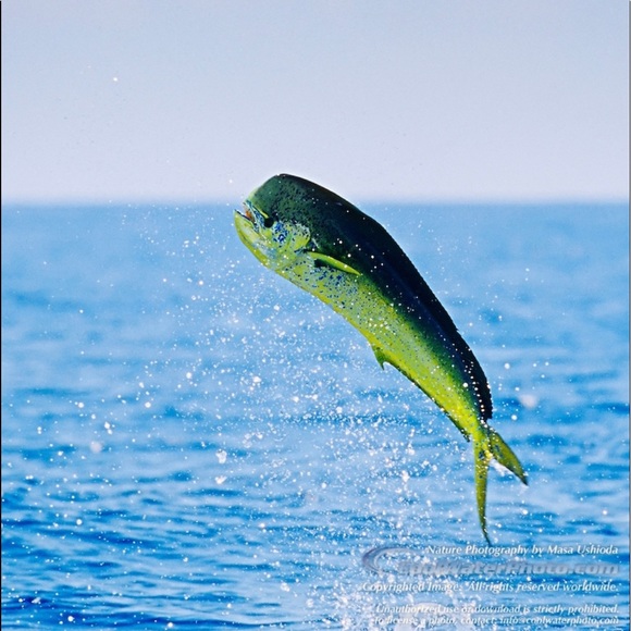 Meet your Posher, Jessica - Picture 1 of 1